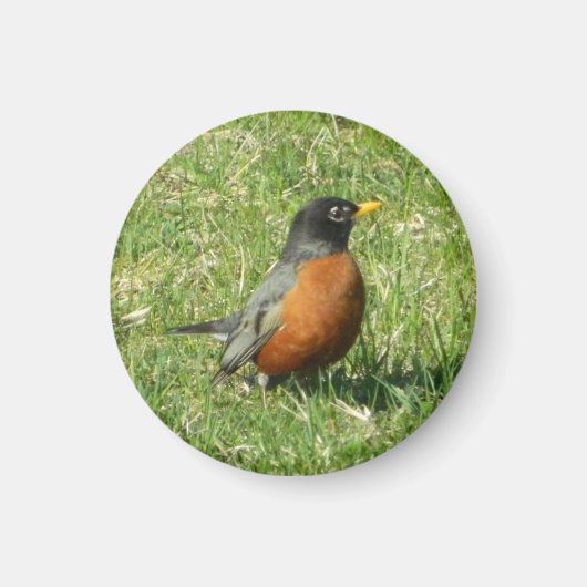 American Robin Magnet (Vorne)