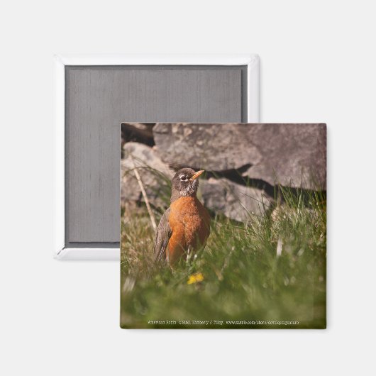 American Robin Magnet (Vorderseite/Rückseite)