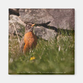 American Robin Magnet (Vorne)