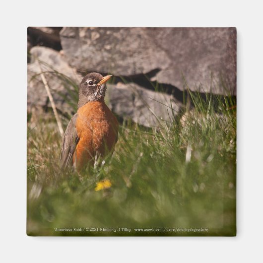 American Robin Magnet (Vorne)