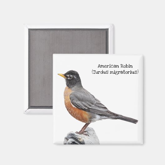 American Robin Magnet (Vorderseite/Rückseite)