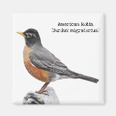 American Robin Magnet (Vorne)