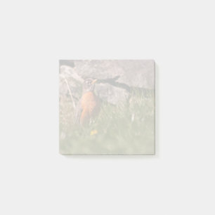 American Robin Post-it Klebezettel