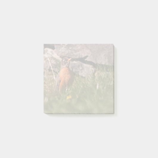 American Robin Post-it Klebezettel (Vorderseite)