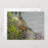 American Robin Postcard Postkarte (Vorne/Hinten)