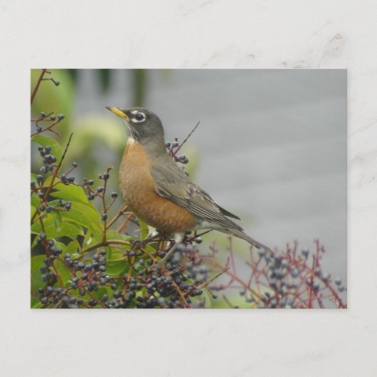 American Robin Postcard Postkarte (Vorderseite)