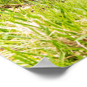 American Robin Poster (Ecke)