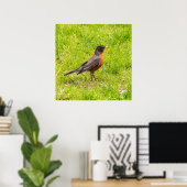 American Robin Poster (Heimbüro)