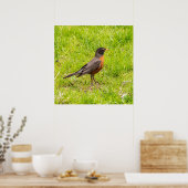 American Robin Poster (Küche)