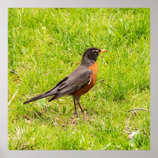 American Robin Poster (Vorne)