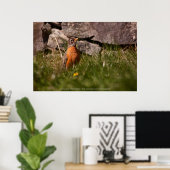 American Robin Poster (Heimbüro)