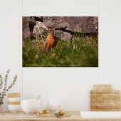 American Robin Poster (Küche)