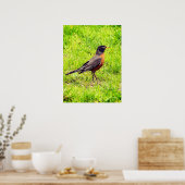American Robin Poster (Küche)