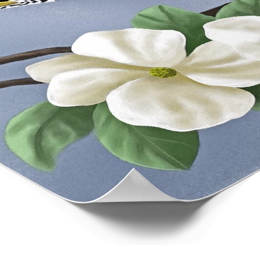 American Robin Poster (Ecke)