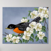 American Robin Poster (Vorne)