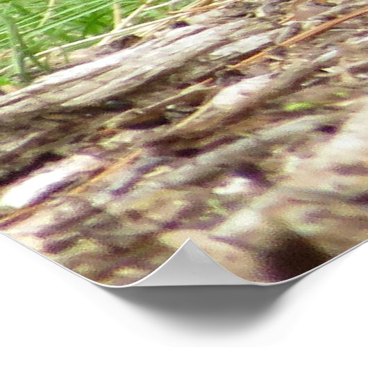 American Robin Poster (Ecke)