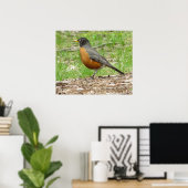 American Robin Poster (Heimbüro)