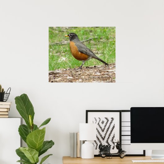 American Robin Poster (Heimbüro)