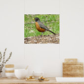American Robin Poster (Küche)