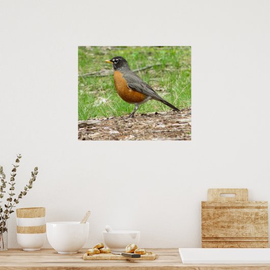 American Robin Poster (Küche)