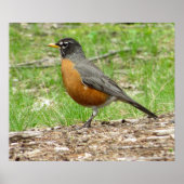 American Robin Poster (Vorne)