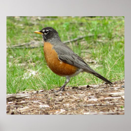 American Robin Poster (Vorne)