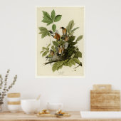 American Robin Poster (Küche)
