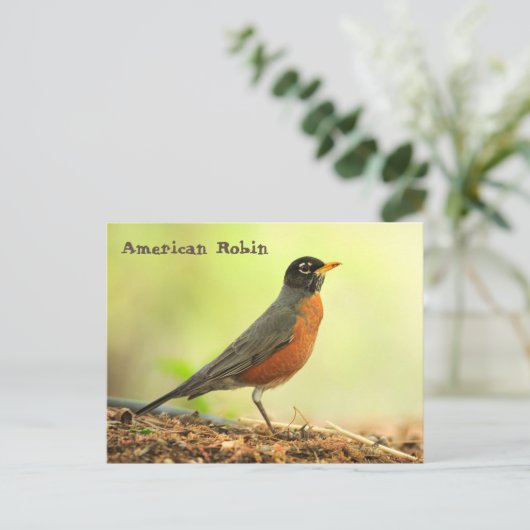 American Robin Postkarte (Stehend Vorderseite)