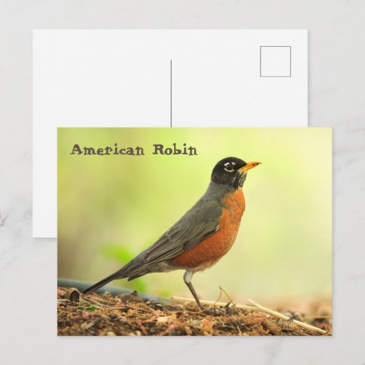 American Robin Postkarte (Vorne/Hinten)