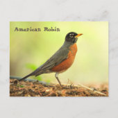 American Robin Postkarte (Vorderseite)