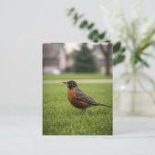 American Robin Postkarte (Stehend Vorderseite)