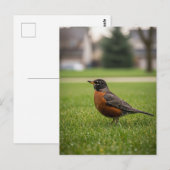 American Robin Postkarte (Vorne/Hinten)