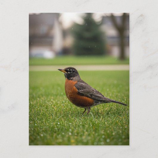 American Robin Postkarte (Vorderseite)