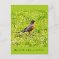 American Robin