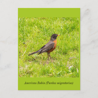 American Robin Postkarte