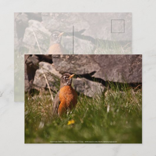 American Robin Postkarte (Vorne/Hinten)