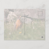 American Robin Postkarte (Rückseite)