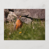 American Robin Postkarte (Vorderseite)