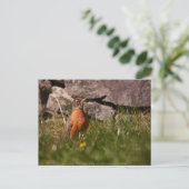 American Robin Postkarte (Stehend Vorderseite)