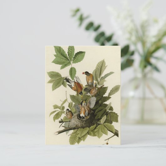 American Robin Postkarte (Stehend Vorderseite)