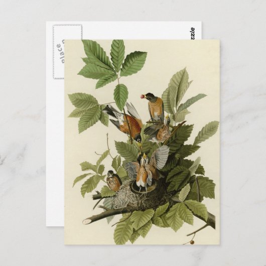 American Robin Postkarte (Vorne/Hinten)