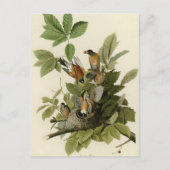 American Robin Postkarte (Vorderseite)