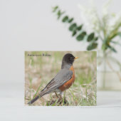American Robin Postkarte (Stehend Vorderseite)