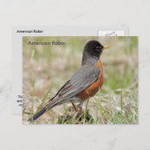 American Robin Postkarte (Vorne/Hinten)