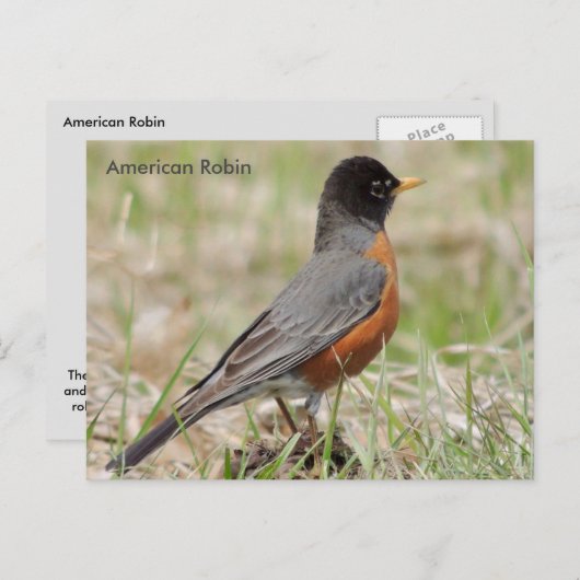American Robin Postkarte (Vorne/Hinten)