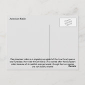 American Robin Postkarte (Rückseite)