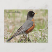 American Robin Postkarte (Vorderseite)