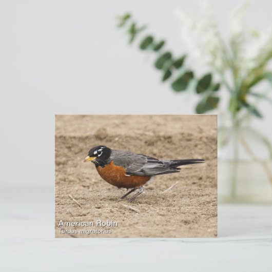 American Robin Postkarte (Stehend Vorderseite)