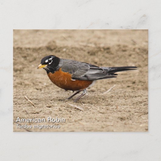 American Robin Postkarte (Vorderseite)