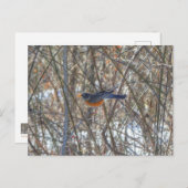 American Robin Postkarte (Vorne/Hinten)